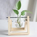 PlantDecor™ Hydroponic Transparent Plant Cocoons - Indigo-Temple