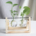 PlantDecor™ Hydroponic Transparent Plant Cocoons - Indigo-Temple