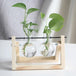 PlantDecor™ Hydroponic Transparent Plant Cocoons - Indigo-Temple
